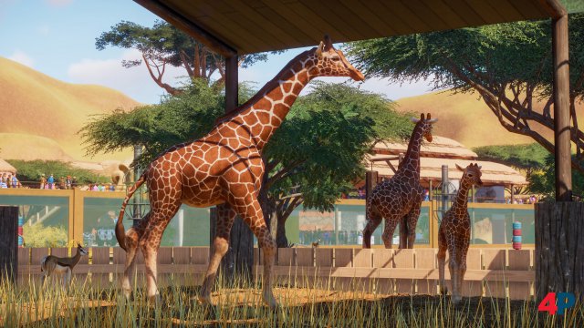 Diese Arten knnen gut miteinander. Menschen sollte man dagegen auf den Wegen halten, da sie sonst binnen Sekunden eine Giraffe reien.