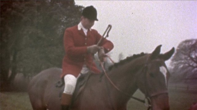 Virales Video - Foxes